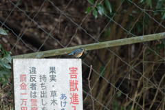 違反者は僕が許さないゾ