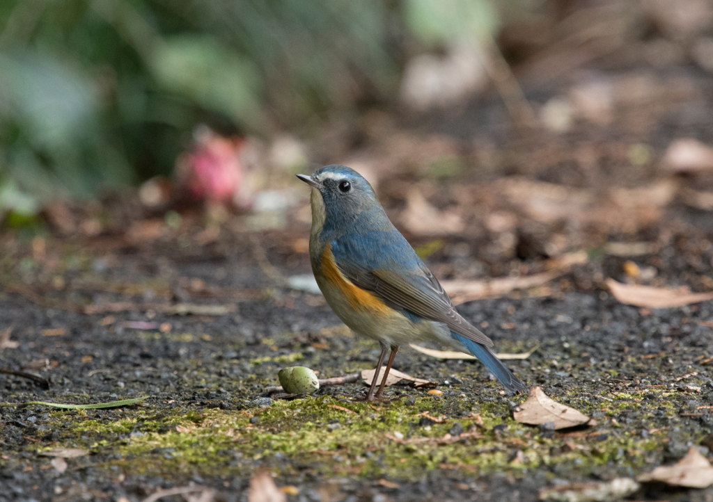 ルリビタキ♂⑬