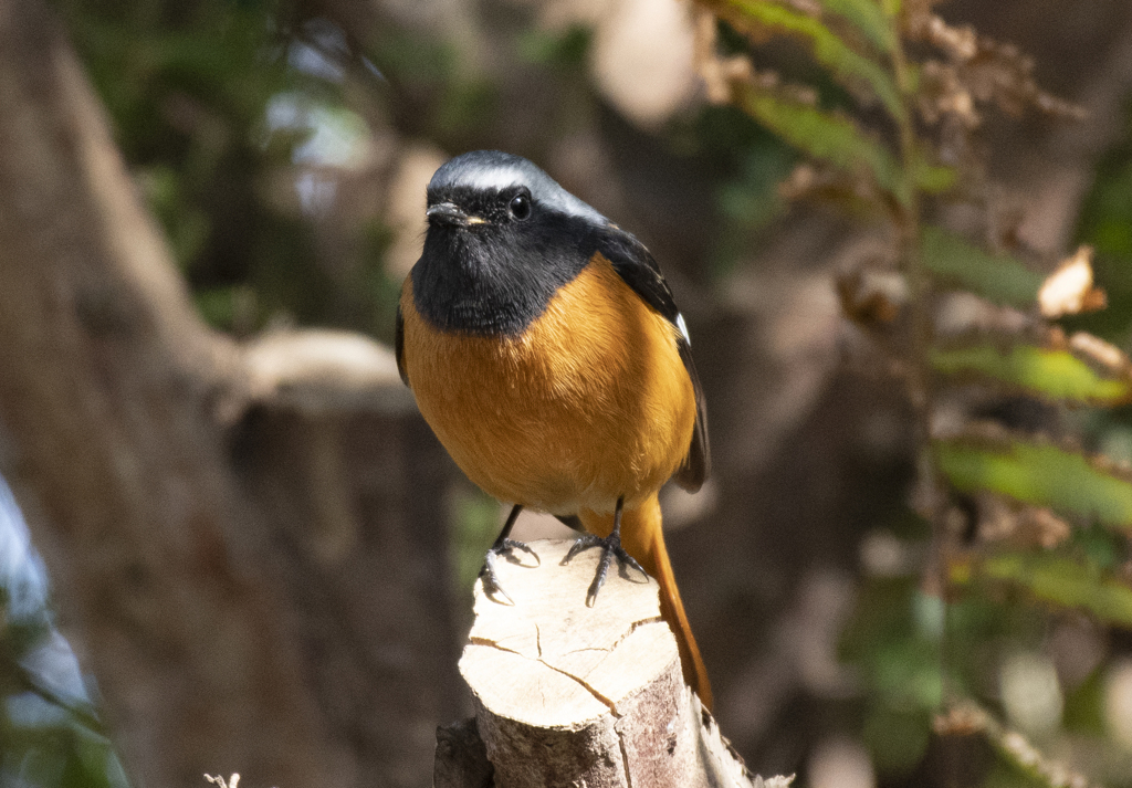 ジョウビタキ♂⑫