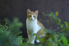 のらねこ