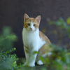 のらねこ
