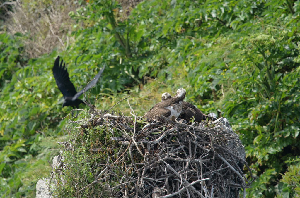 カラスからヒナを守る