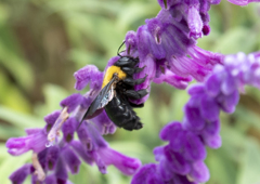 アメジストセージにクマバチ