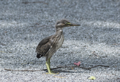 ササゴイ 幼鳥 ②