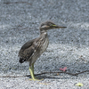 ササゴイ 幼鳥 ②