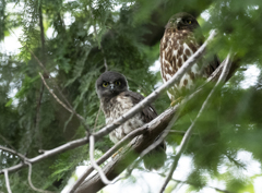 アオバズク親子 ②