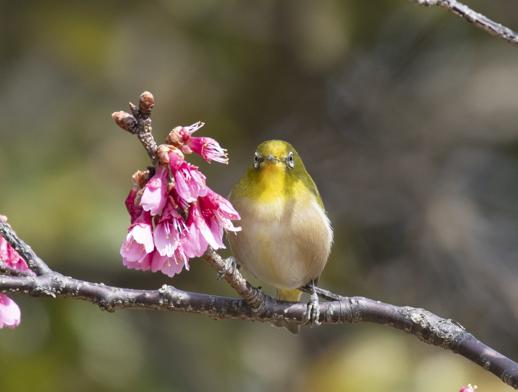 メジロ21 ( 寒緋桜にメジロ)