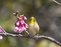 メジロ21 ( 寒緋桜にメジロ)