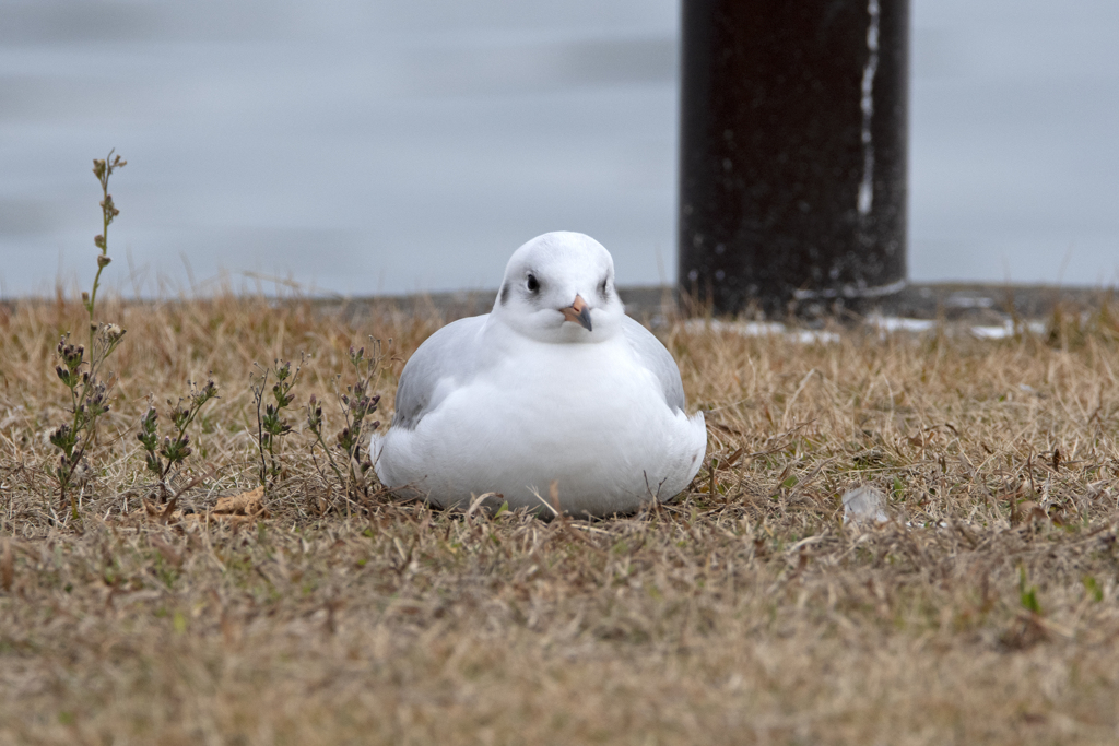 カモメ②  (お餅化 笑)