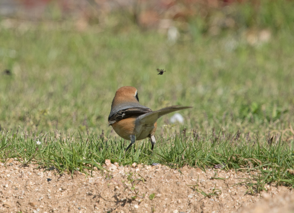 モズくんの3時のオヤツ ①