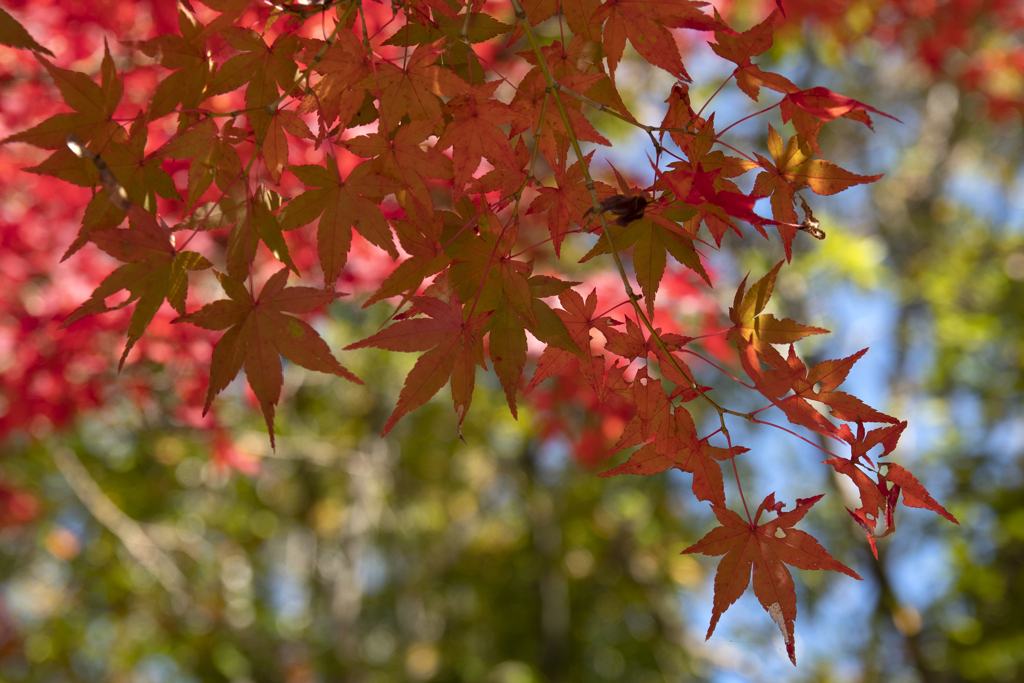 紅葉 ②