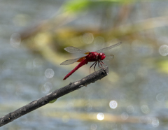 ショウジョウトンボ