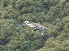 ミサゴ ハンティング ⑥