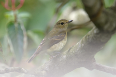 キビタキ♀ ⑧