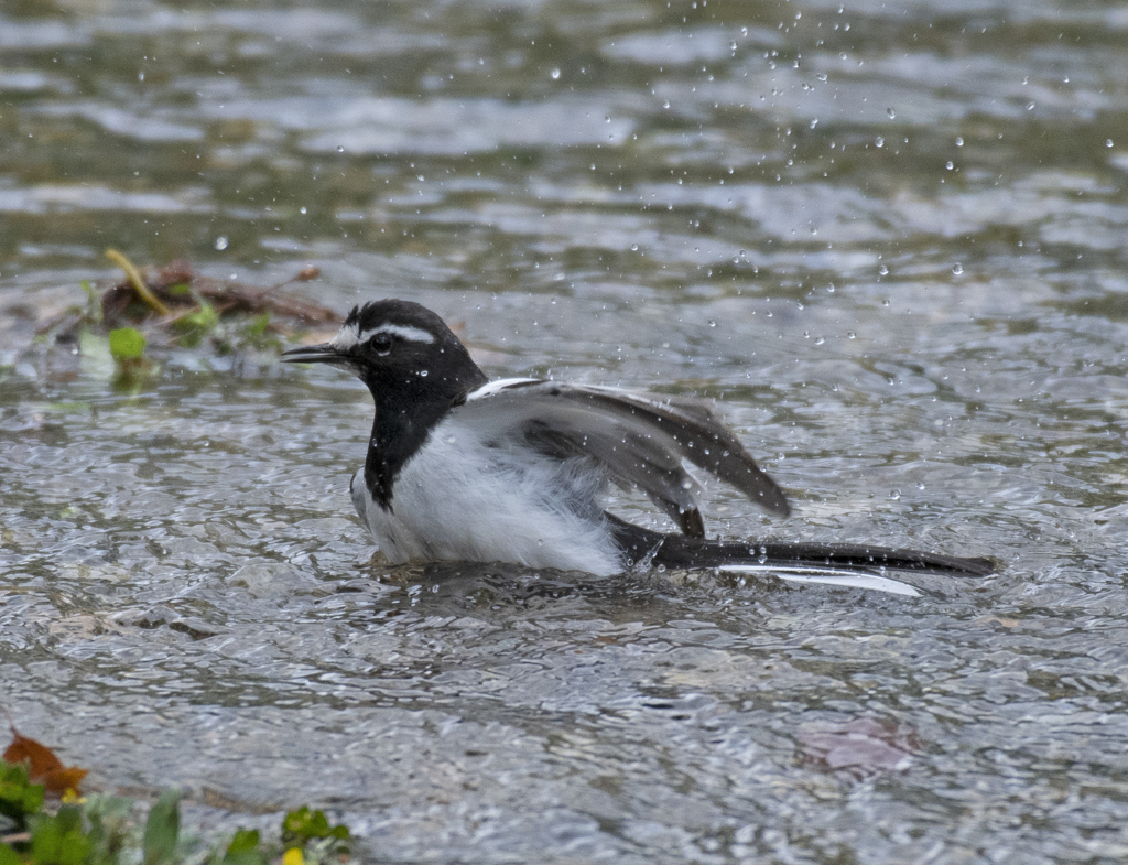 セグロセキレイ⑤　水浴び