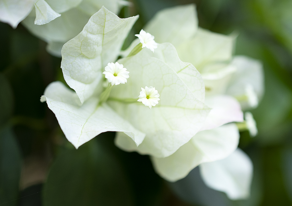 ブーゲンビレア