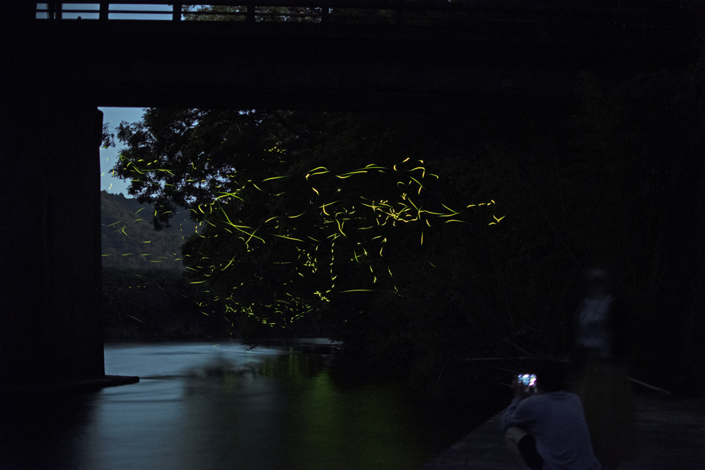 ホタル⑥