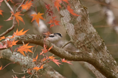 紅葉にエナガ