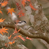 紅葉にエナガ