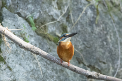 カワセミ ⑦