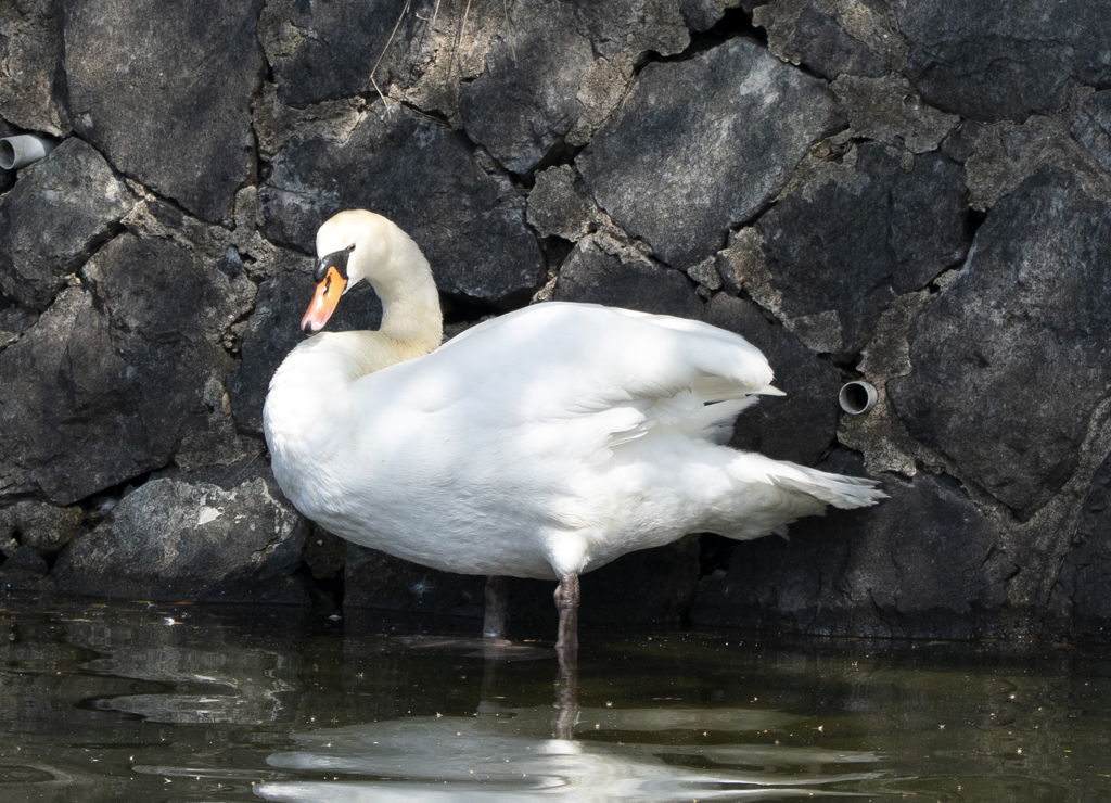 コブハクチョウ ②