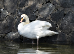 コブハクチョウ ②