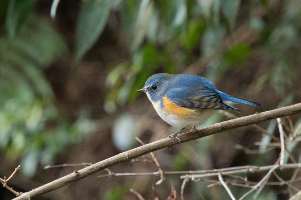 ルリビタキ♂⑱