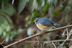 ルリビタキ♂⑱