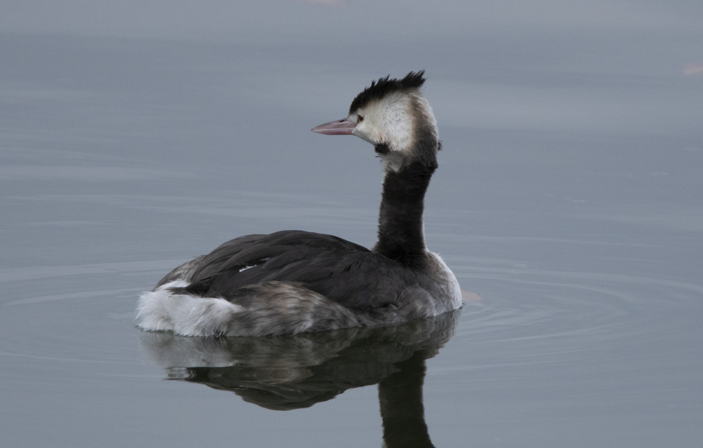 カンムリカイツブリ 冬羽 ⑦