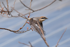 モズ♂25 飛翔