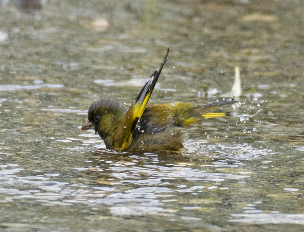カワラヒワ④　水浴び