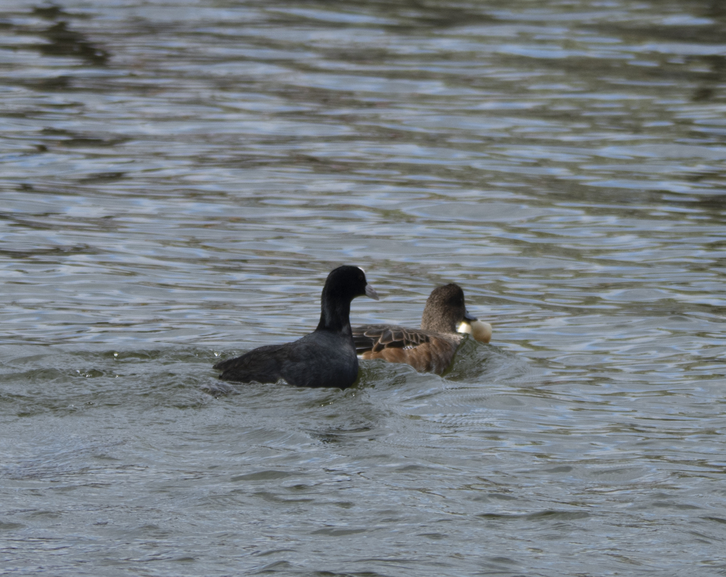ヒドリガモを追うオオバン