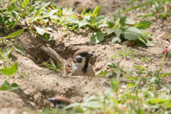 スズメの砂風呂