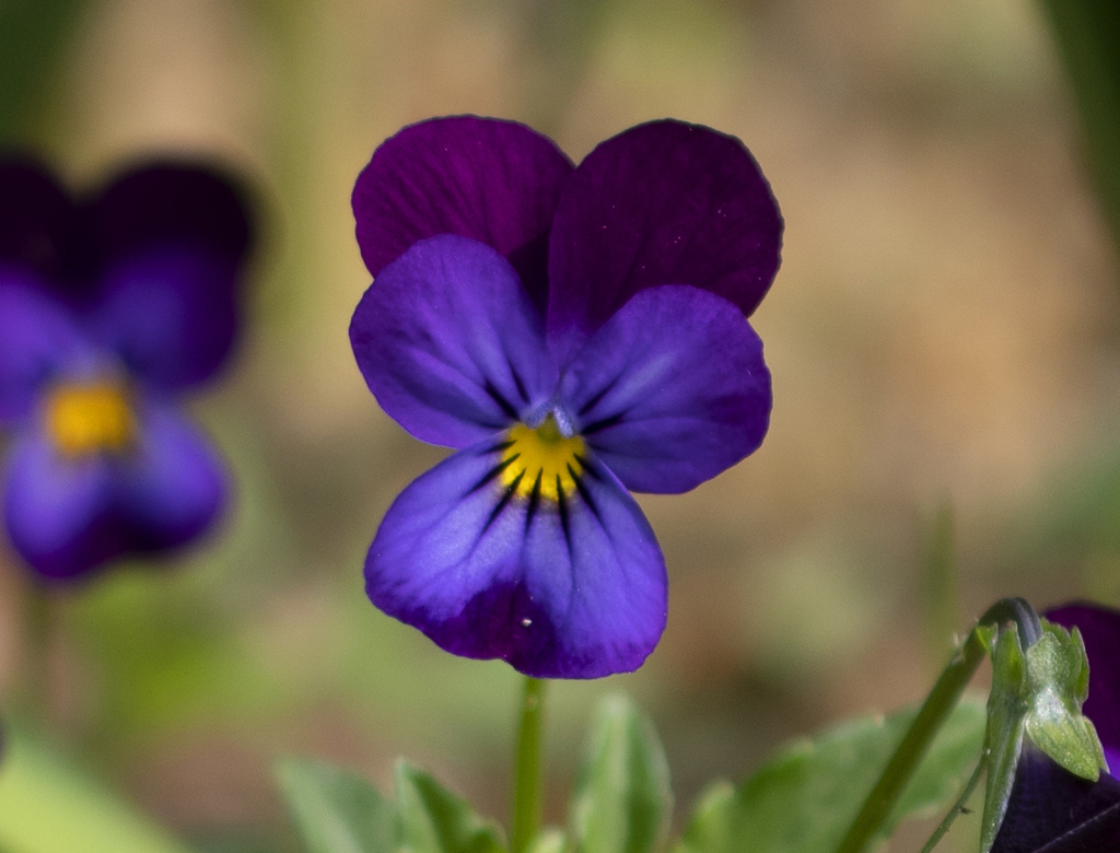 ツートンカラーのビオラ