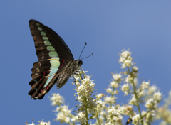 アオスジアゲハ ②