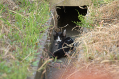 野良ねこ(仔猫)