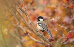 シジュウカラの紅葉狩り ②