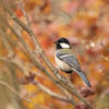 シジュウカラの紅葉狩り ②