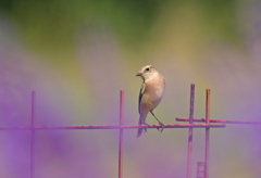 ノビタキ♀25