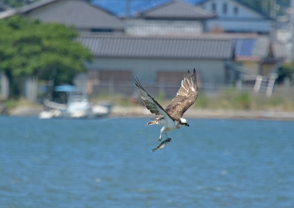 ミサゴの狩り ③
