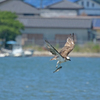 ミサゴの狩り ③