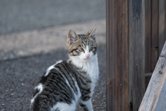 こねこ