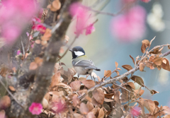 シジュウカラ⑪