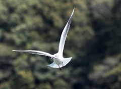 ユリカモメ 冬羽？ ①