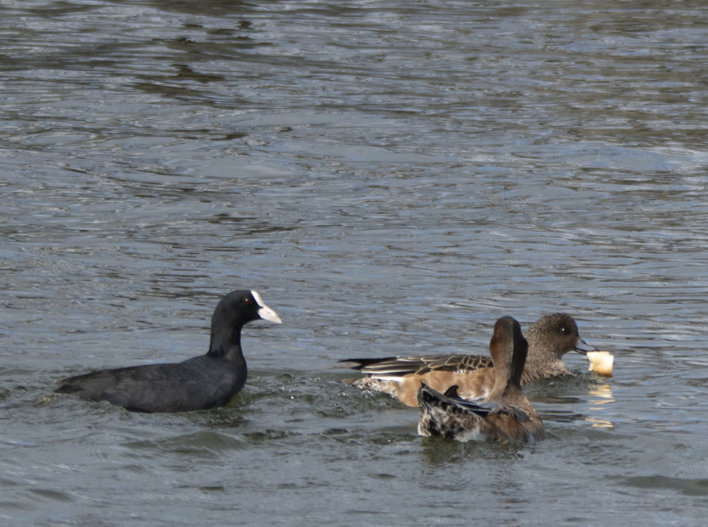 ヒドリガモ♀を追うオオバン②