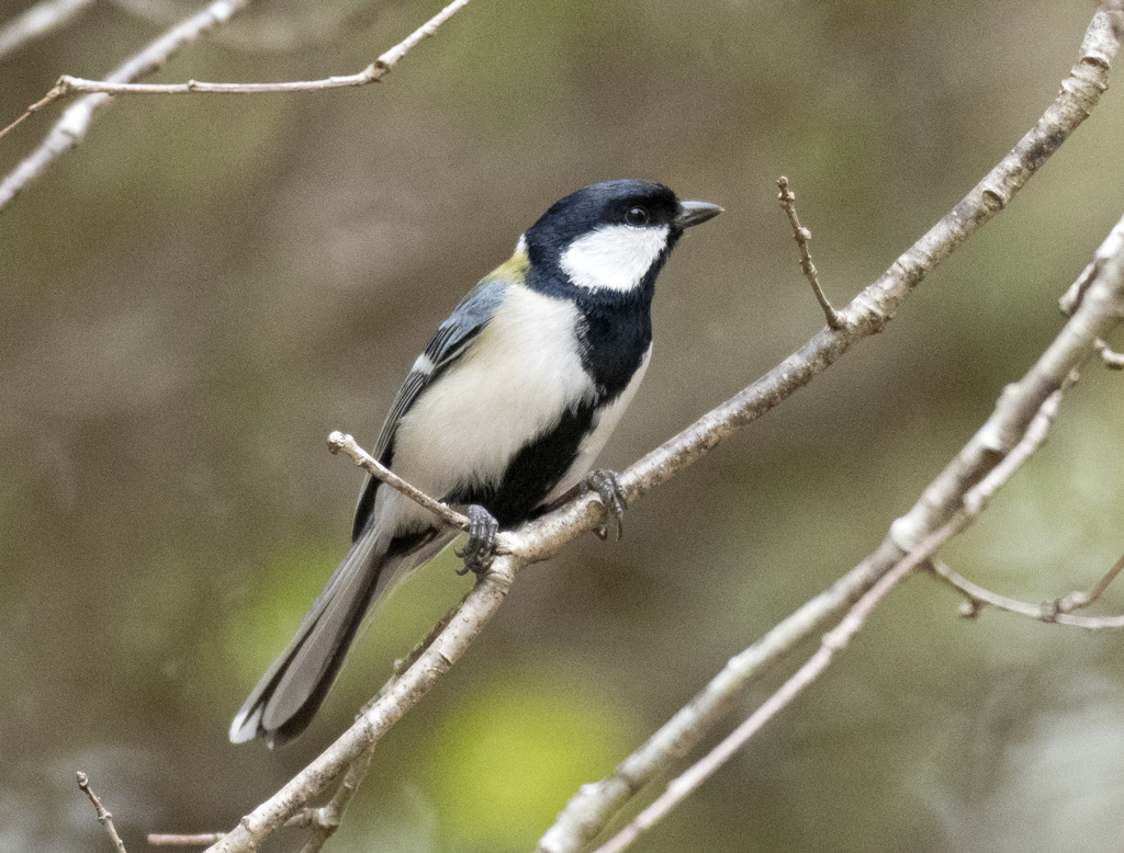 シジュウカラ④