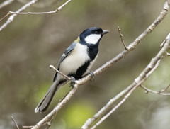 シジュウカラ④