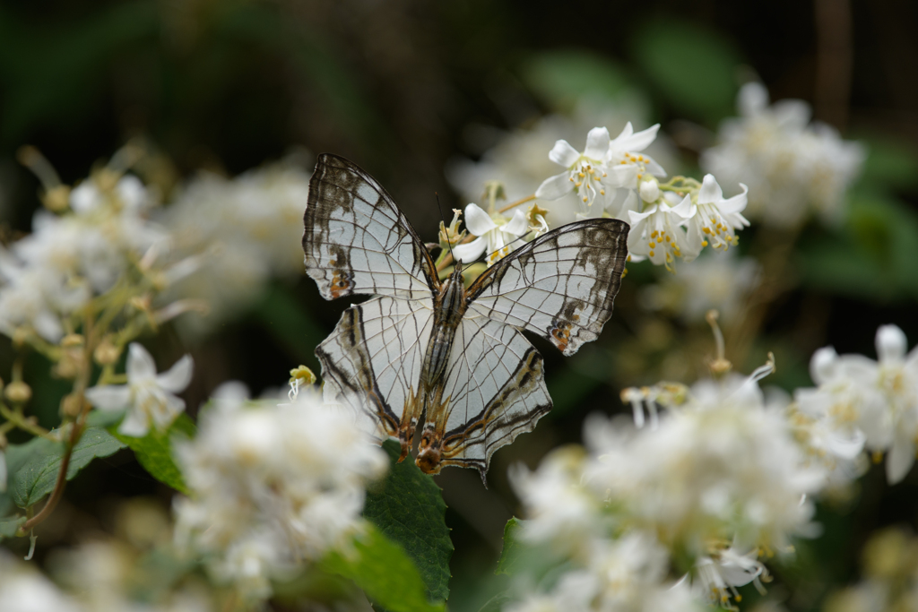イシガキチョウ ④
