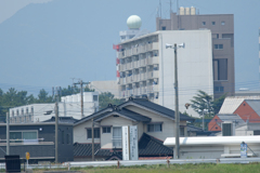 遠賀川にミサゴ
