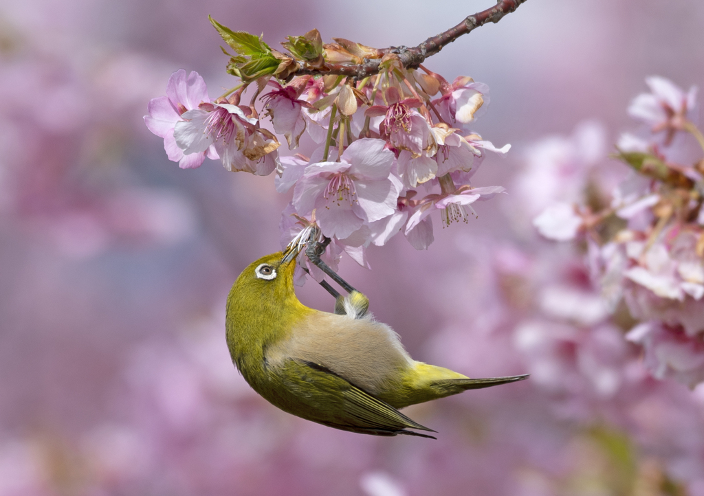 メジロ29 (河津桜にメジロ)